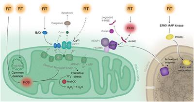 The Role of Mitochondrial Dysfunction in Radiation-Induced Heart Disease: From Bench to Bedside